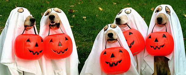 ghost dogs