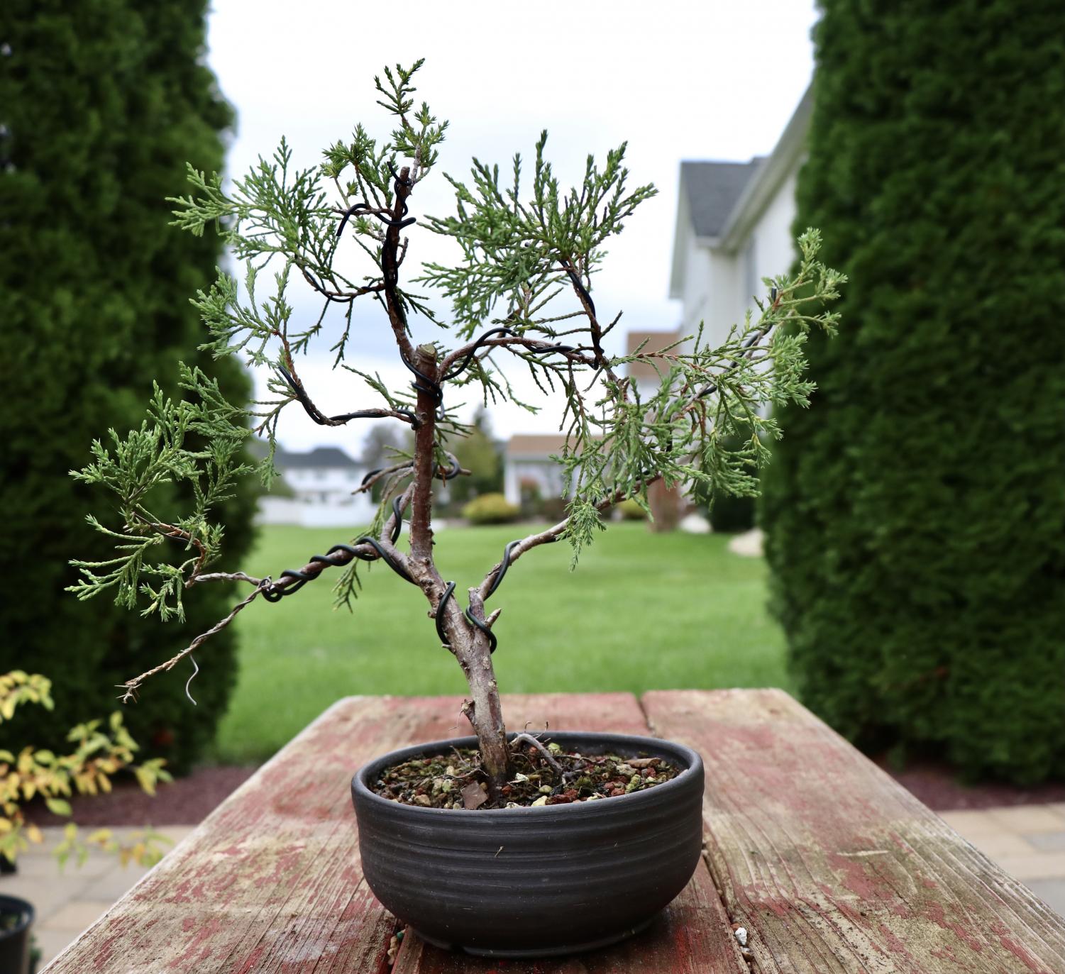 bonsai-an-ever-growing-art-the-stinger